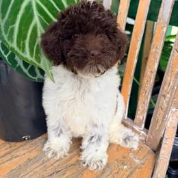 Foxy with training - Brown and white female Cockapoo puppy in Boonville, North Carolina from Doods & Dolls