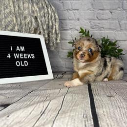 Princess Jasmine - Blue merle female Miniature Australian Shepherd puppy in Peoria, Arizona from B My Sunshines Mini Aussies