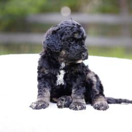 Teal collar - Phantom female Bernedoodle puppy in Spokane, Washington from Doodle Love