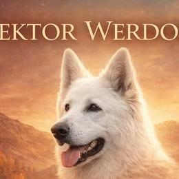 Vektor Werdof - Berger Blanc Suisse