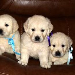 Golden Retriever Puppies from Suncoast Goldens