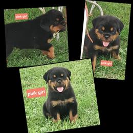 Girl 2 - Black and mahogany female Rottweiler puppy in De Witt, Iowa from Irish Eyes Kennels