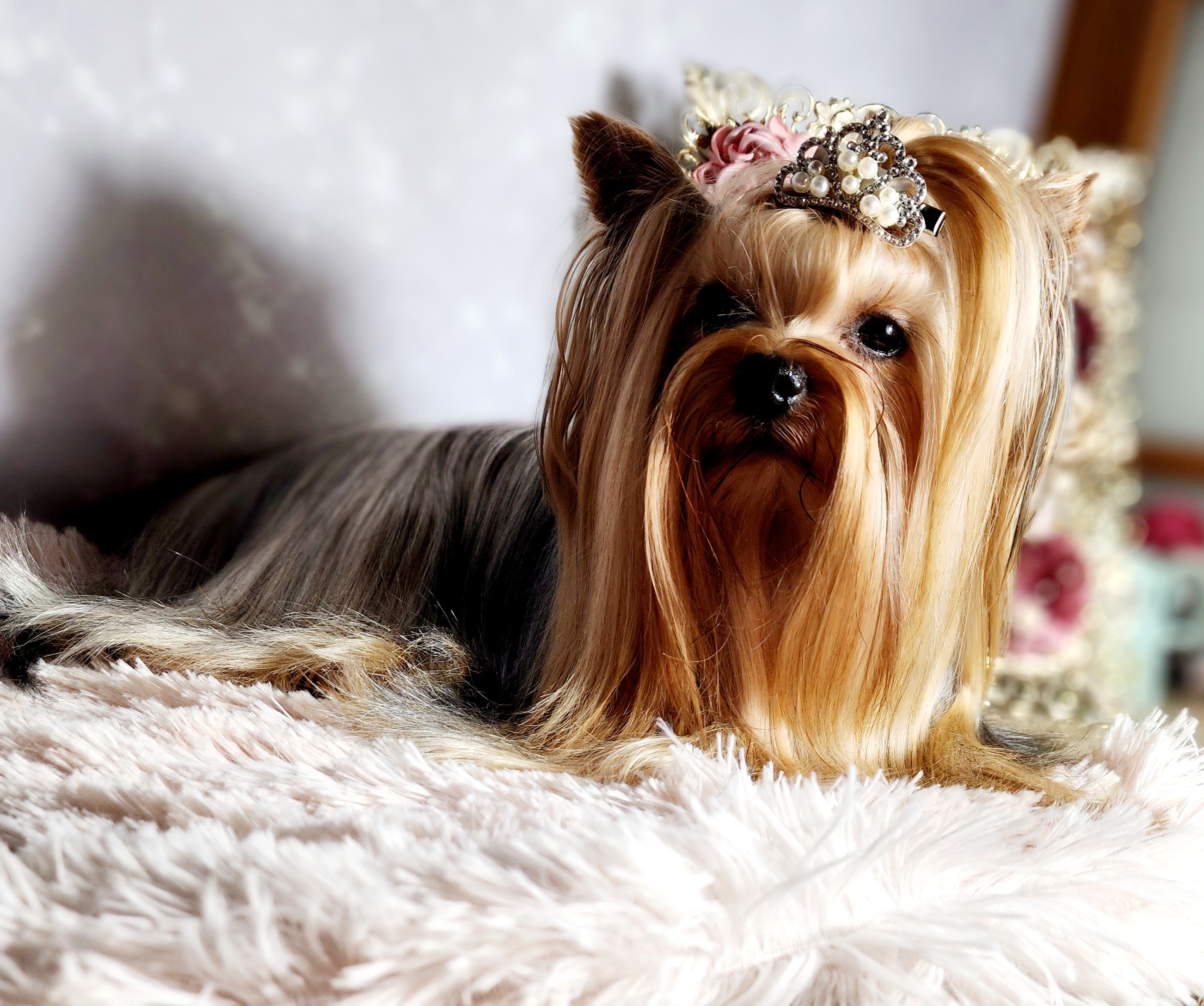 Makavelli - Yorkshire Terrier