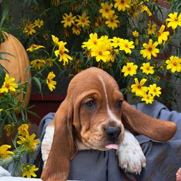 Basset Hound and Beagle Puppies from Orange Mountain Basset Hounds & Beagles