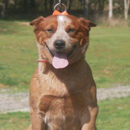 Ruby - Australian Cattle Dog