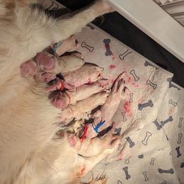 Males and females - Light golden female Golden Retriever puppy in Rice Lake, Wisconsin from Knotty Acres