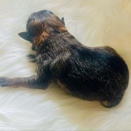 Girl 2 - Chocolate sable female Pomeranian puppy in Hernando, Mississippi from The Pom Squad