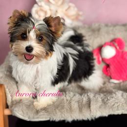 Penelope - Black tan and white female Biewer Terrier puppy in Palmer, Alaska from Aurora Cherubs Baby Doll Yorkshires and Biewers