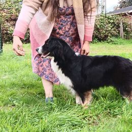 Sadie - Australian Shepherd