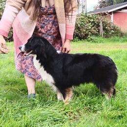 Sadie - Australian Shepherd