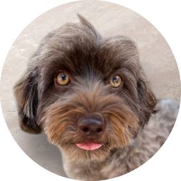 Ana - Havanese