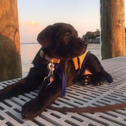 Golden Retriever Puppies from Cci