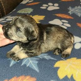 Oliver - Salt and pepper male Miniature Schnauzer puppy in Graham, Washington from Kristy's French Bulldogs & Mini Schnauzers