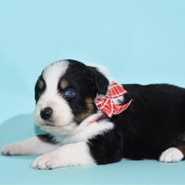 Binx - Black tri-color male Australian Shepherd puppy in Placerville, California from BFF Aussies