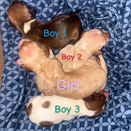 Boy 3 - Piebald male Dachshund puppy in Gulfport, Mississippi from Candy & Caits Farmstead Mini Doxies