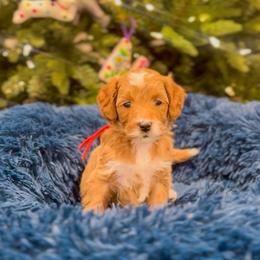 Ground Hog - Red  male Goldendoodle puppy in Sulphur, Louisiana from Curly Q’s Of Carlyss