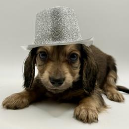 AKC Orange boy - Cream male Dachshund puppy in Bartlesville, Oklahoma from OkieDokieDox