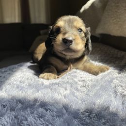 Brown collar - Cream male Dachshund puppy in Merced, California from The Graceful Dachshund Kennel