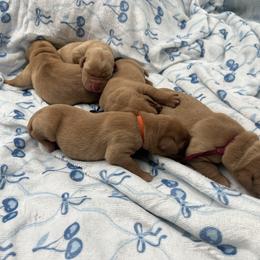 Orange - Yellow male Labrador Retriever puppy in Heath Springs, South Carolina from Rich Hill Retrievers