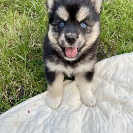 Black Forest Cake - Black and white female Pomsky puppy in Blue Earth, Minnesota from Blue Sky Pomsky