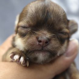 Chihuahua and Pomeranian Puppies from VanityPom’s