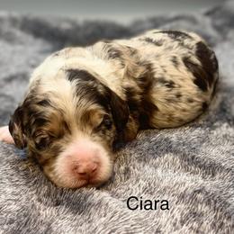 Ciara - Chocolate merle female Bernedoodle puppy in New Ringgold, Pennsylvania from Hawk Mountain Doodles