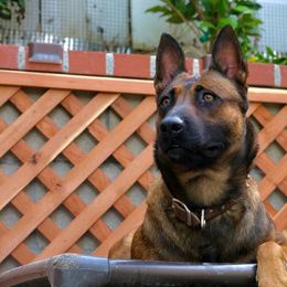 Belgian Malinois, Dutch Shepherds, and German Shepherds from Andy's Elite K9