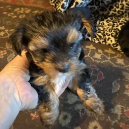 Boy 2 - Black and tan male Yorkshire Terrier puppy in Scranton, Arkansas from Trennas Rotten Yorkies