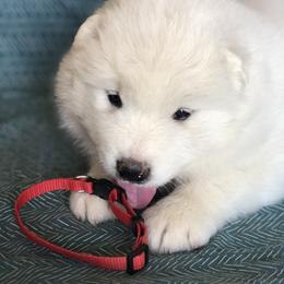Samoyed Puppies from Morning Star Samoyeds