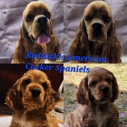 Redd - Cocker Spaniel