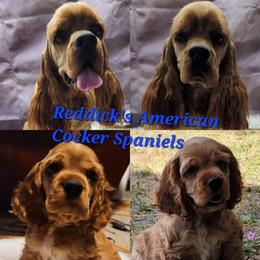 Redd - Cocker Spaniel