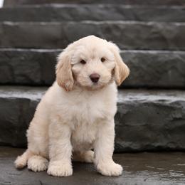Turner - Caramel male Australian Labradoodle puppy in Williamstown, New York from Lewis Manor Labradoodles