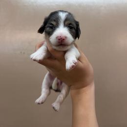 Susan - Dapple female Dachshund puppy in Nashville, Arkansas from Cuddles n Curls