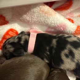 Pink girl - Dapple female Dachshund puppy in Frederick, Colorado from Get Low Mini Dachshunds