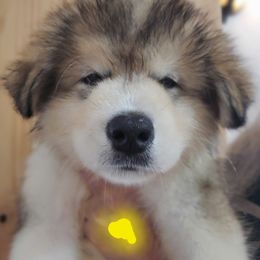 Alaskan Malamute Puppies from Coon Creek Alaskan Malamutes