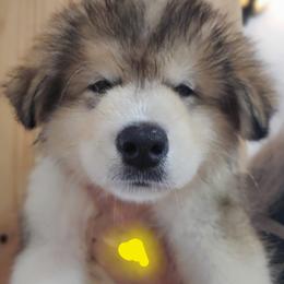 Alaskan Malamute Puppies from Coon Creek Alaskan Malamutes