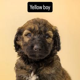 Yellow Boy - Sable male Goldendoodle puppy in Houston, Texas from Bay Area Doodles