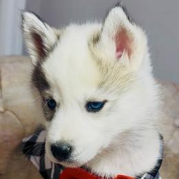 Ollie - Black tan and white male Siberian Husky puppy in Atlanta, Georgia from Lobban Huskies