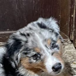 Australian Shepherd Puppies from Log House Farm Aussies