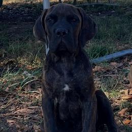 Male puppy - Black brindle male Cane Corso puppy in Altoona, Alabama from Snead’s Cane Corso