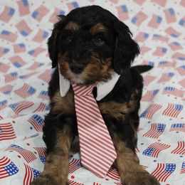 Orlin - male Golden Mountain Doodle puppy in El Reno, Oklahoma from Silver Barn Doodles