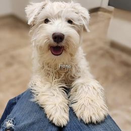 Fiona - Miniature Schnauzer