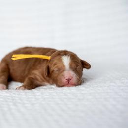Cookie - Red  female Goldendoodle puppy in Meridian, Idaho from Country Club Doodles
