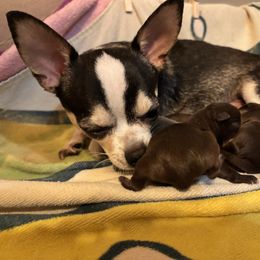 Chocolate Boy - Chocolate male Chihuahua puppy in Smithville, Ohio from Efaw’s Chihuahuas