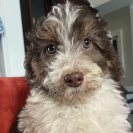Liam - Brown and white male Aussiedoodle puppy in Lowville, New York from Adirondack Labradoodles