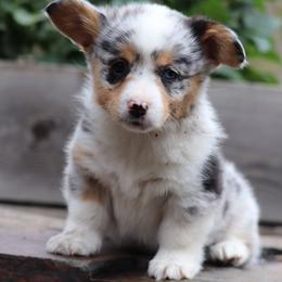 American Corgi Puppies from Diamond Corgis