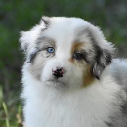 Forrest - Blue merle male Australian Shepherd puppy in Easton, Missouri from MMA Kennel
