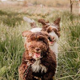 Australian Labradoodles from Northern Michigan Labradoodles