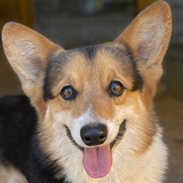 Fox - Pembroke Welsh Corgi
