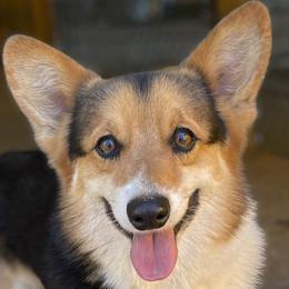 Fox - Pembroke Welsh Corgi